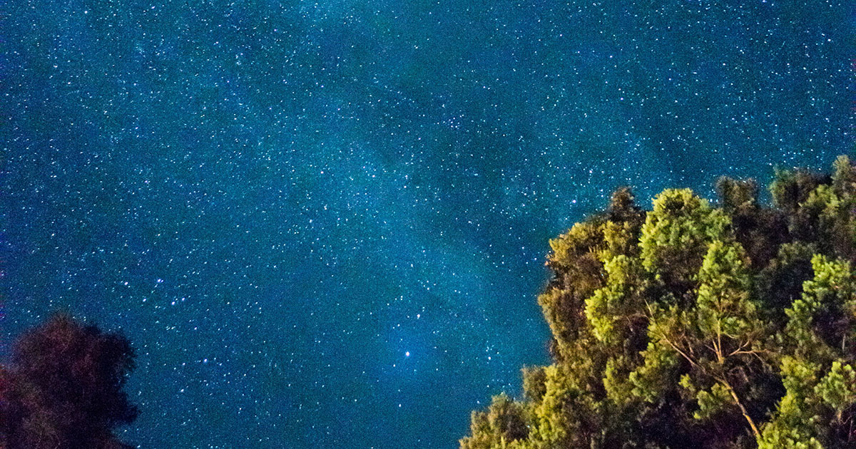 Látjuk -e a Tudás Fájától az Erdőt? 🌳