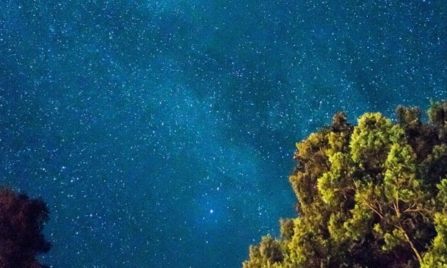 Látjuk -e a Tudás Fájától az Erdőt? 🌳